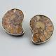 Vintage Ammonite Fossil Earrings Taxco Sterling Silver Nautilus Mexico Big Stud
